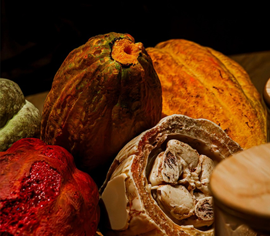 카카오에서 시작되는 초콜릿